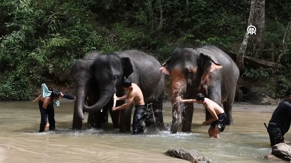 Karen halkı Tayland’ın kuzeyinde fillerle geleneksel yaşamı sürdürüyor
