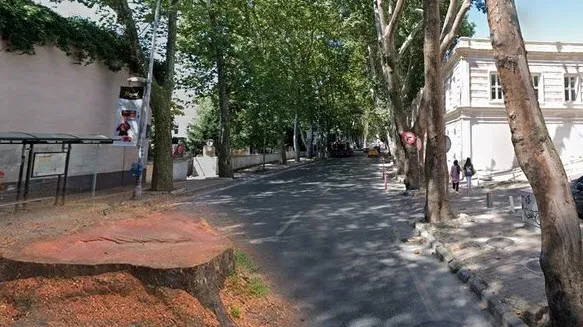 Uzmanlardan çınar ağaçlarını katleden CHP’li İBB’ye tepki