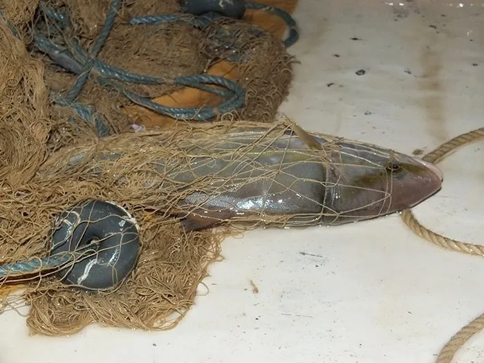 Mersin'de bin metrelik ağ seren balıkçı sadece 1 balık yakaladı - 1