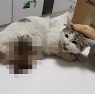 O ilde vahşet! Kedinin ayaklarını kesip büyü yapıyorlar...