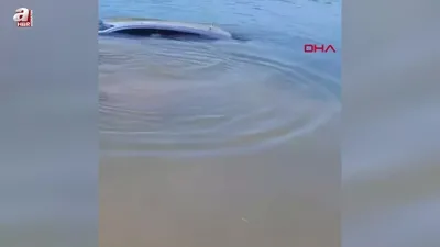 Park halindeki otomobil baraja düştü