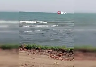 Yaban ördekleri şöleni: 11 kuşluk sürü görüntülendi