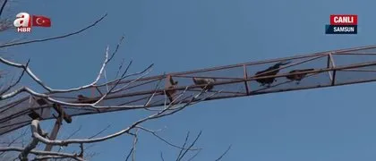 Rize’de görenleri hayrete düşüren manzara! İlgi odağı oldu