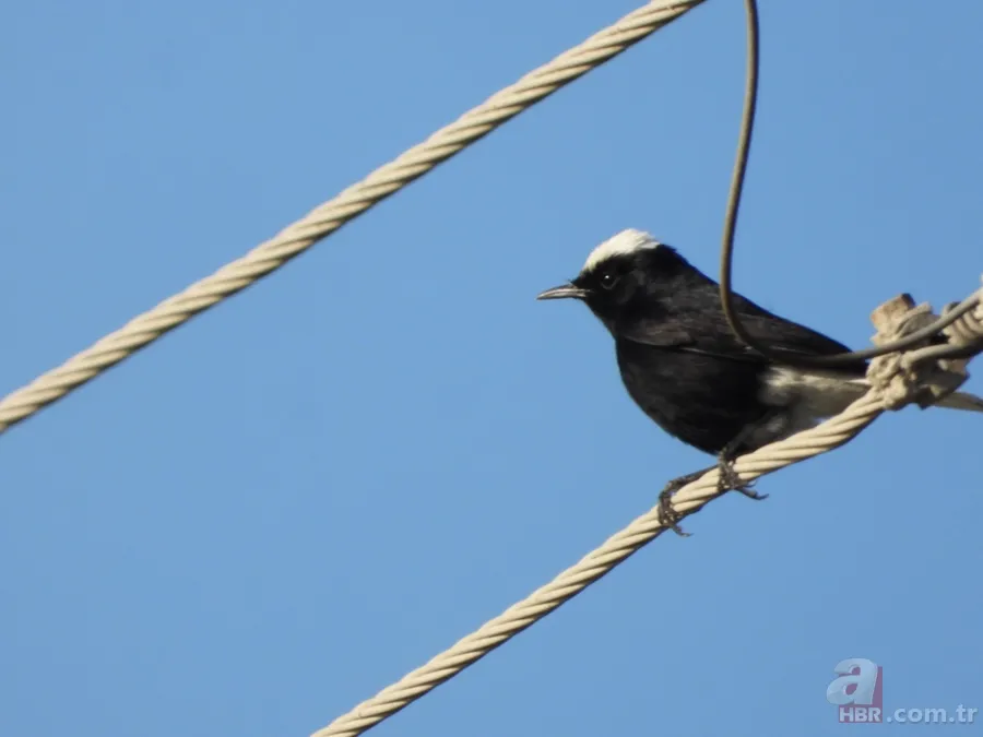 Türkiye'de ilk kez fotoğraflandı! Nadir görülen kuş Hatay'da böyle görüntülendi 1
