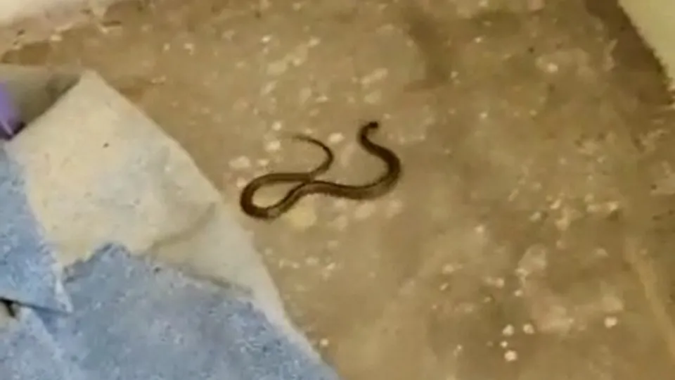 Yılanlı evde korkulu yaşam! 🐍 Evin her tarafından çıkıyor | Yemek pişirirken tezgahta, otururken halının altında 🏠