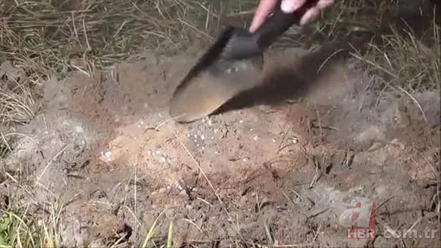 Kırmızı karıncalardan batmayan sal! Haftalarca yüzebiliyorlar 17