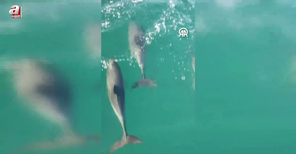 Sakarya'da balıkçı teknesine eşlik eden yunuslar kamerada