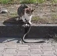 İlk hamleyi yılan yaptı! Ölümcül kapışma