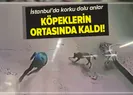 Bir anda sokak köpeklerinin arasında kaldı
