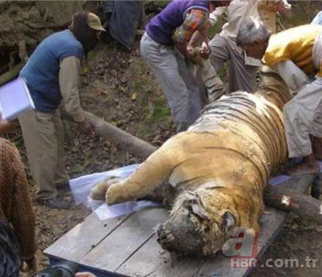 Karaya vuran balinanın karnından öyle bir şey çıktı ki... Akılalmaz olay 21
