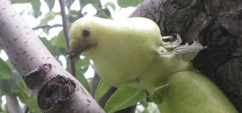 Görenler kuş sandı