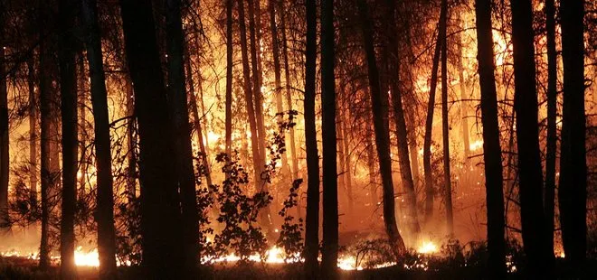 Son dakika: Muğla’da orman yangını çıkardığı iddia edilen şahıs tutuklandı