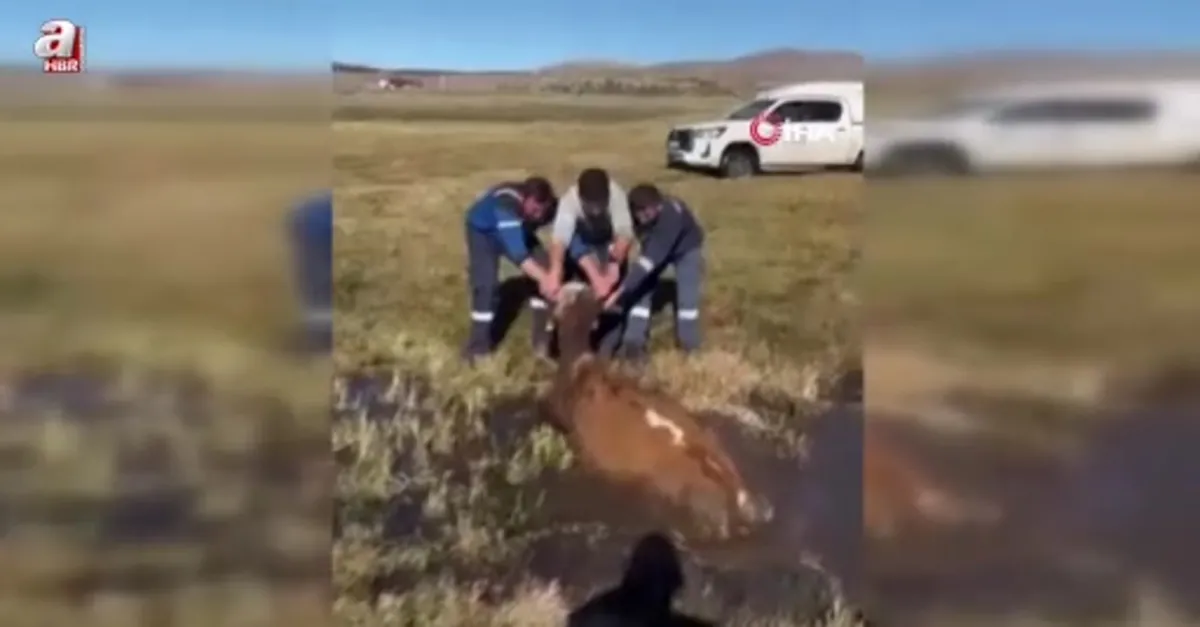 Bataklığa saplanan inek kurtarıldı