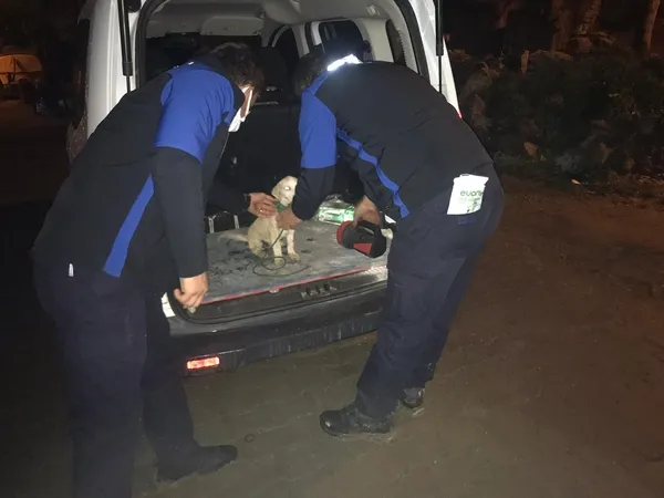 1616485228125.jpg Ölüme terk etmişlerdi! Sürekli havlaması sayesinde kurtarıldı - 1