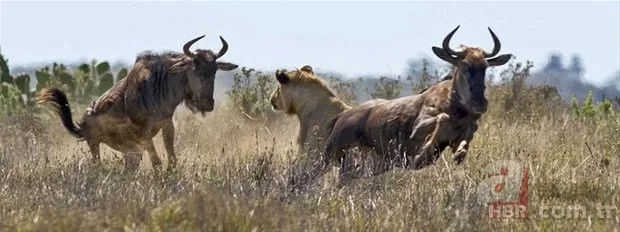 Hayvanlar dünyasından inanılmaz anlar 25
