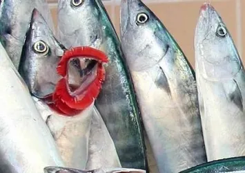 Samsun'da palamut patlaması yaşanıyor