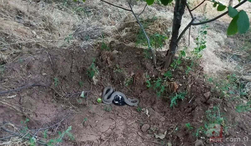 Bu yılanı görünce arkanıza bakmadan kaçın! Muş, Hakkari, Bingöl, Diyarbakır, Malatya… Türkiye’nin dört bir yanında görüldü! Tek ısırığıyla… 9