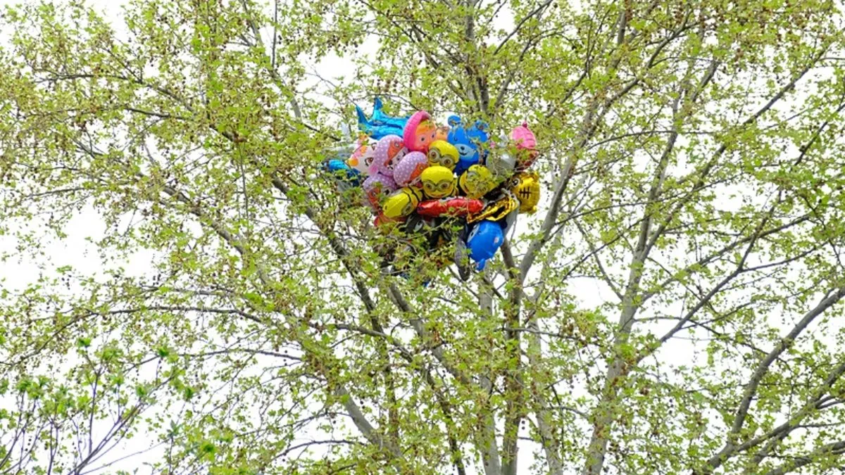 İlginç görüntü Satıcının elinden kaçırdığı uçan balonlar ağaca takılı kaldı