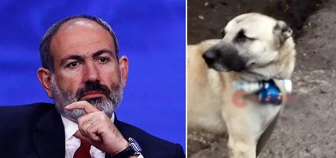 Paşinyan köpekten medet umdu emeline ulaşamadı! Boynuna bomba bağladı Azerbaycan ordusunun mevzilerine gönderdi!