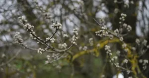 El Nino ağaçları kış uykusundan erken uyandırdı