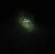Avına kitlenip saldırıya geçti!