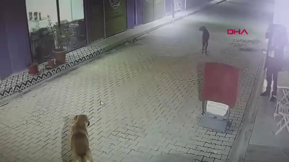 4 kediyi sokak köpekleri parçaladı!
