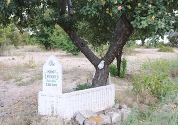 Mezardaki ağaçtan her yıl 600 kilo elma toplanıyor