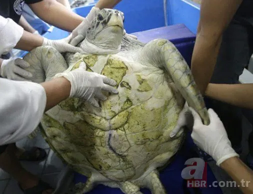 Karaya vuran balinanın karnından öyle bir şey çıktı ki... Akılalmaz olay 4