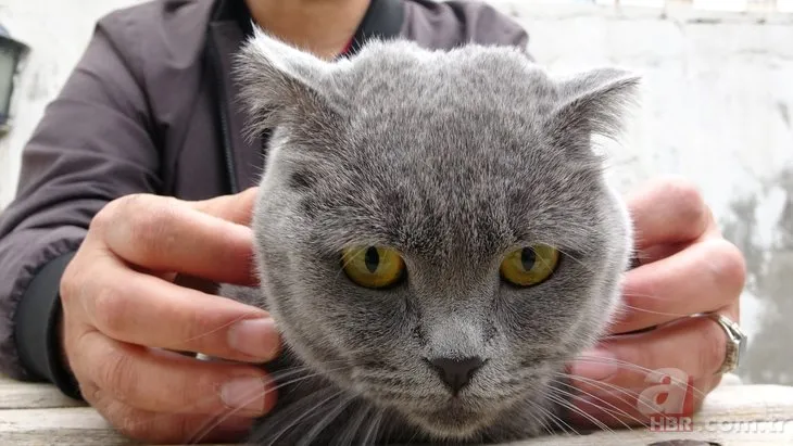 4.kattan aşağı atlayan kedi 4 ayak üzerine düştü! O anlar güvenlik kamerasına yansıdı