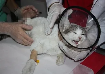 Diyarbakır'da büyü vahşeti: Patileri kesilen kedi kurtarılamadı