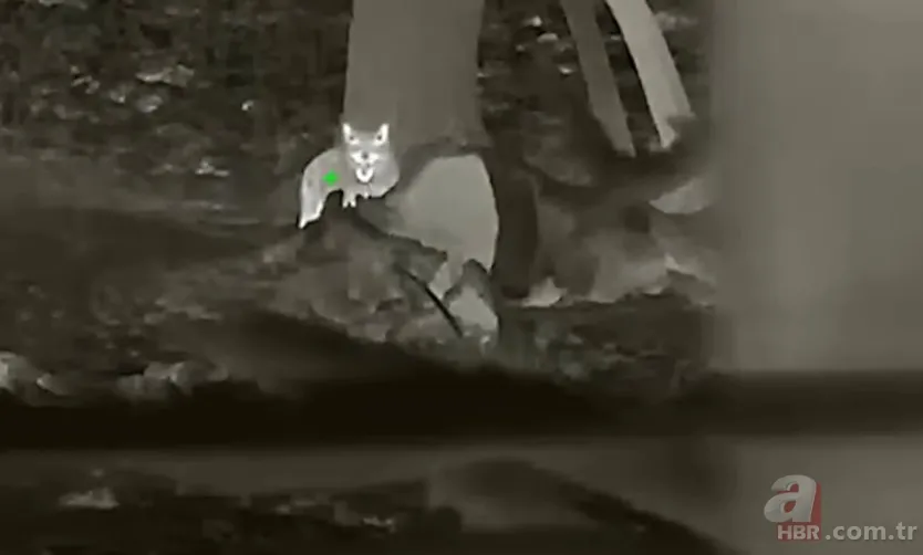 Kurtlar inek çiftliğini bastı! Sığırlarını kaybeden sahibi çözümü katliamda buldu | Bu görüntüler dehşete düşürdü 22