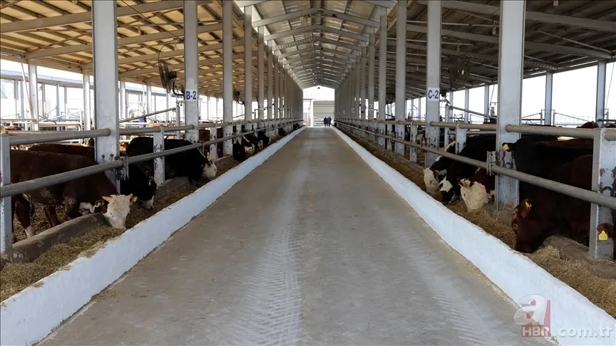 Hayvan pazarları neden kapatılıyor? Şap hastalığı nedir, tehlikeli mi? İnsana bulaşır mı, belirtileri neler? 6