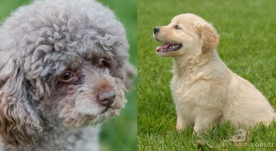 Veteriner açıkladı: İşte evcil hayvan olarak beslenebilecek en iyi 5 köpek ırkı 1