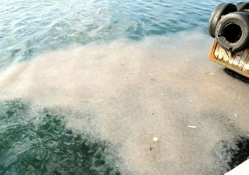 İstanbul Boğazı'nı denizanası bastı