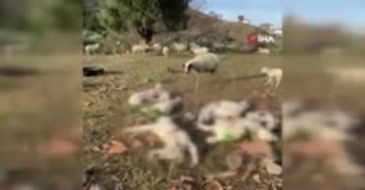 Gökçeada'da sokak köpekleri ağıla saldırdı! Kuzular telef oldu