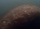 Turistler fark etti! Cezası 375 bin TL