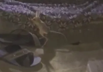 Dünyanın en ilginç 19 hayvanından biri! Kanguru faresi Adıyaman'da görüldü