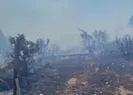 Bodrum’da makilik alanda yangın