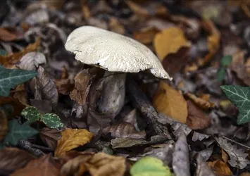 Aynı aileden 6 kişi mantardan zehirlendi