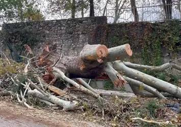 Bursa'da şiddetli rüzgar önüne geleni yıktı: 250 yıllık tarihi çınar fırtınaya dayanamadı