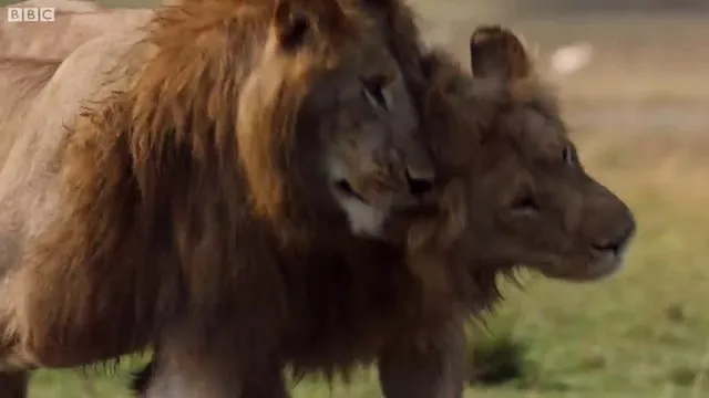 Sırtlanların arasında tek başına kalan aslanın mucize kurtuluşu! Son anda öyle şeyler oldu ki...