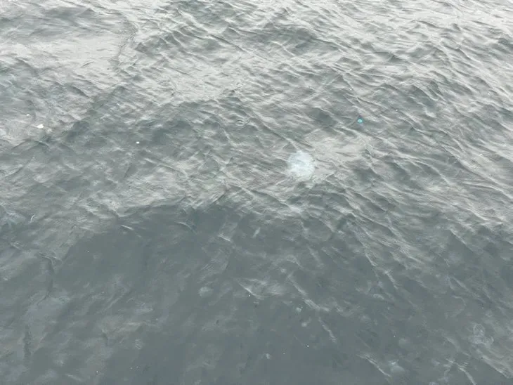 Arnavutköy sahilinde denizanası baskını! Görenler gözlerine inanamadı