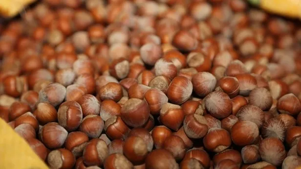 Fındık fiyatları 2023: Yükseliş sürecek mi? Giresun, Ordu, Trabzon serbest piyasada fındık fiyatı ne kadar, kaç TL oldu?