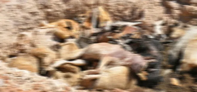 İBB hayvan barınağında dehşete düşüren görüntüler! STK’lar ayağa kalktı: Nasıl öldü o canlar?