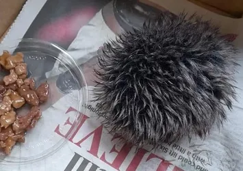 Kirpi zannetti hareket etmeyince veterinere götürdü! Gerçek bambaşka çıktı
