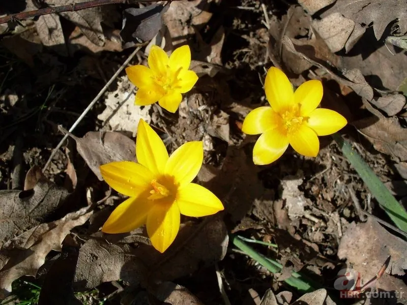 Cemreler ne zaman düşer? İlk cemre havaya ne zaman düşecek? İşte 2021 cemre düşme tarihleri 5