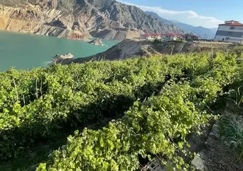 Yusufeli'deki 'nakil bağlar'da üzüm bereketi