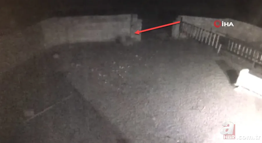 Ağıla girince şoke oldu! Kaçarken tekrar saldırdı… Tek tek saldırıp böyle dehşet saçtı 5