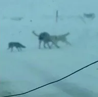 Hemen telefonuna sarıldı