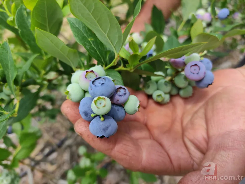 Nadir bulunan meyve türü kısa sürede zengin etti! Kilosunu 100 liradan satıyor 1
